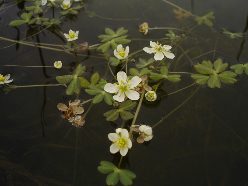 Ranunculus lobbii Ranunculus lobbii