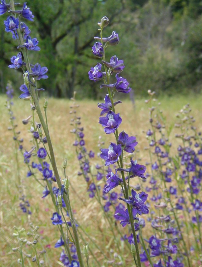 Delphinium hesperium ssp. hesperium