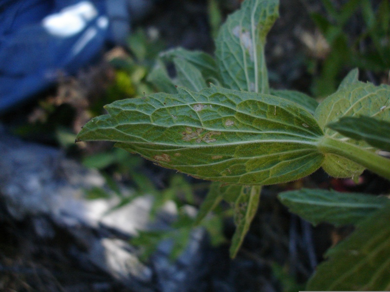 Arnica venosa
