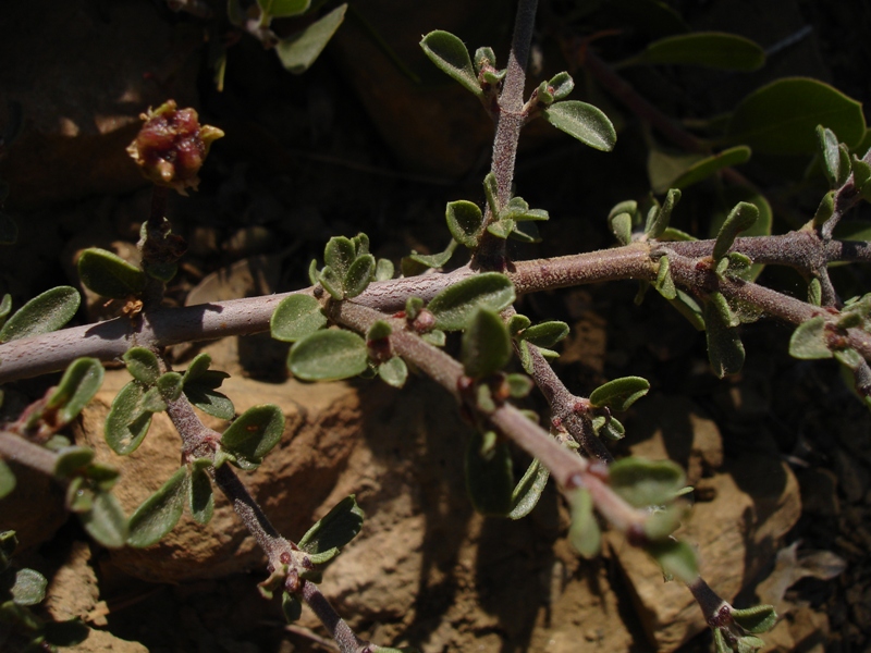 Ceanothus fresnensis Ceanothus fresnensis
