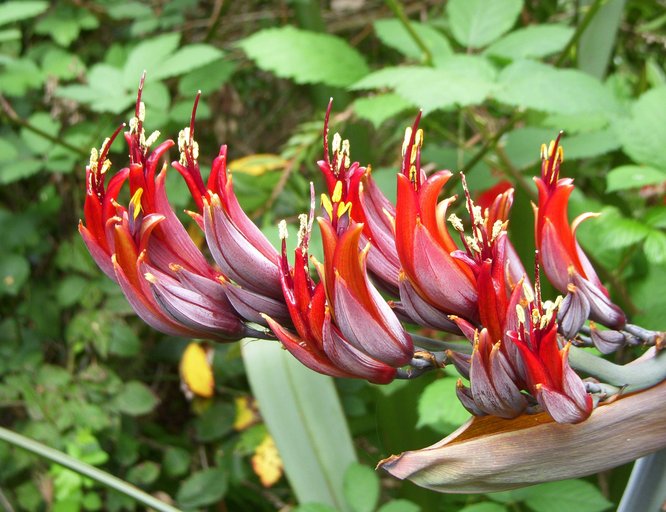 Phormium tenax