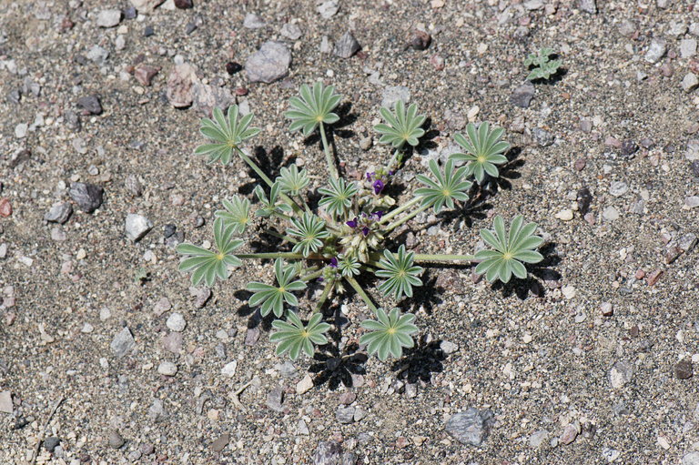 Lupinus brevicaulis