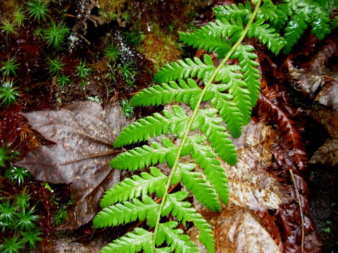 Polystichum andersonii Polystichum andersonii