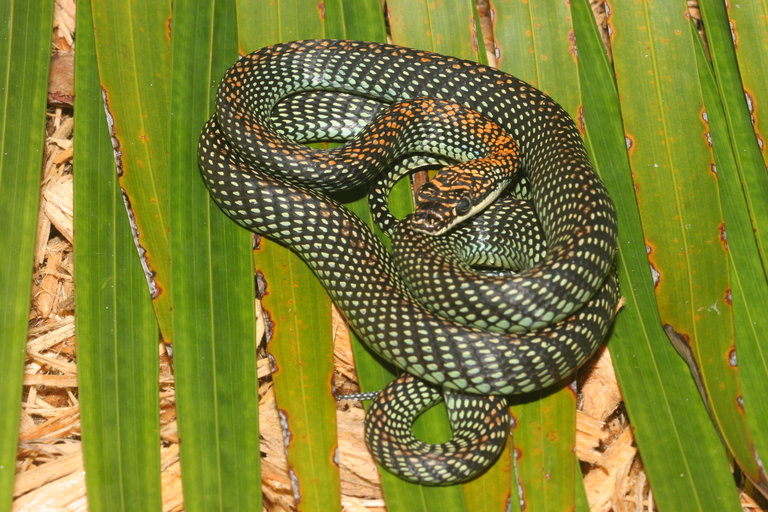 Chrysopelea paradisi