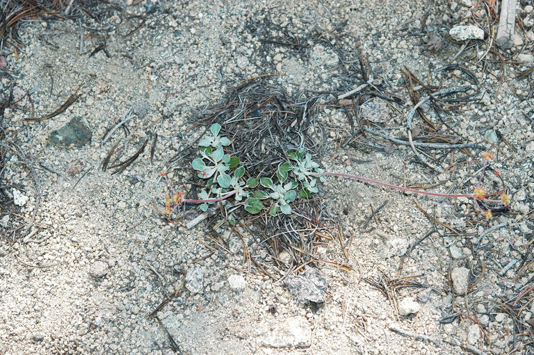 Eriogonum marifolium Eriogonum marifolium