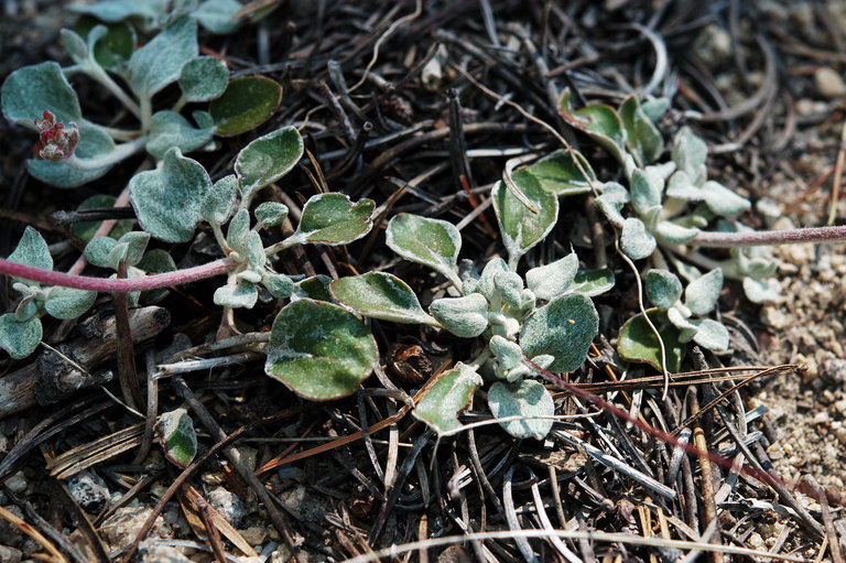 Eriogonum marifolium