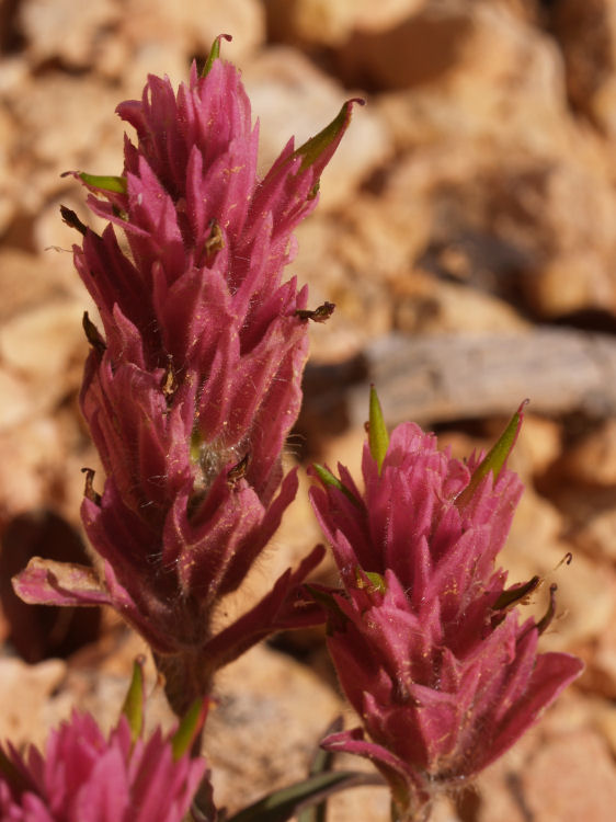 Castilleja revealii Castilleja revealii