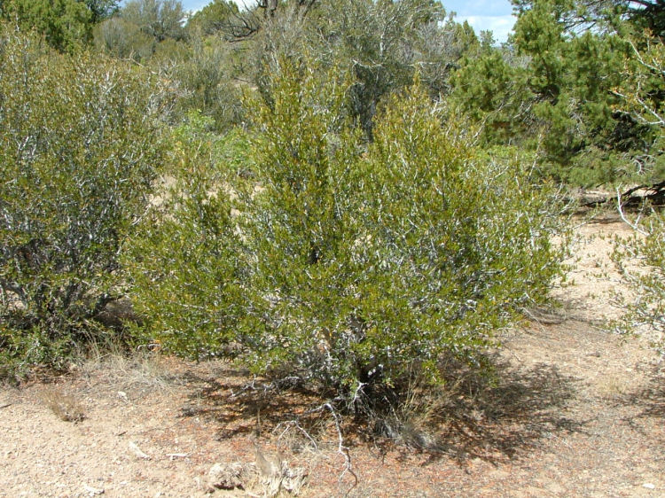 Cercocarpus ledifolius var. intercedens