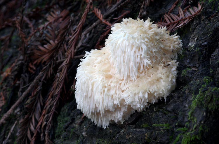 Hericium erinaceus Hericium erinaceus