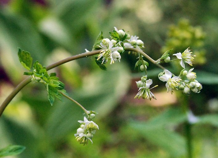 Thalictrum sparsiflorum