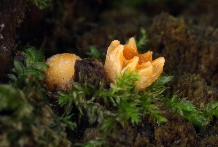 Sphaerobolus stellatus Sphaerobolus stellatus