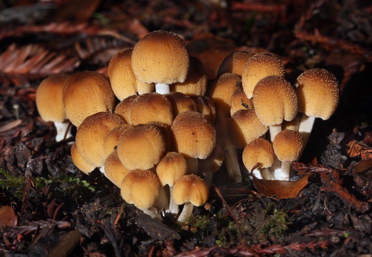 Coprinellus micaceus Coprinellus micaceus