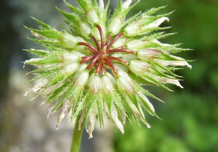 Trifolium ciliolatum