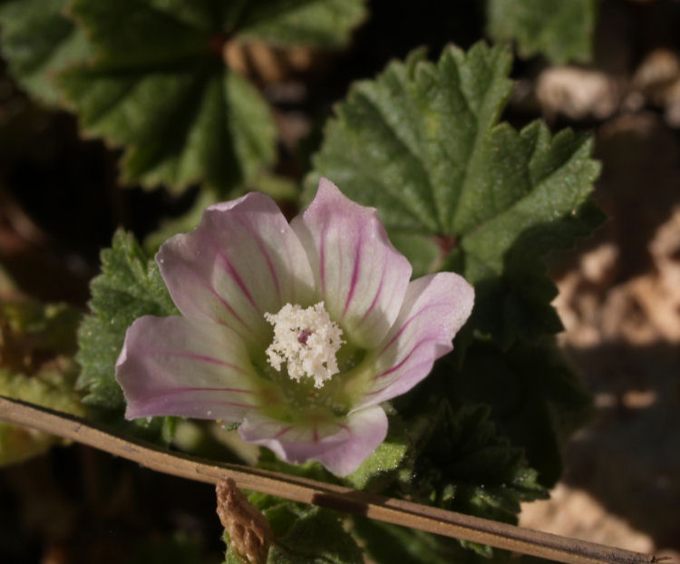 Malva neglecta