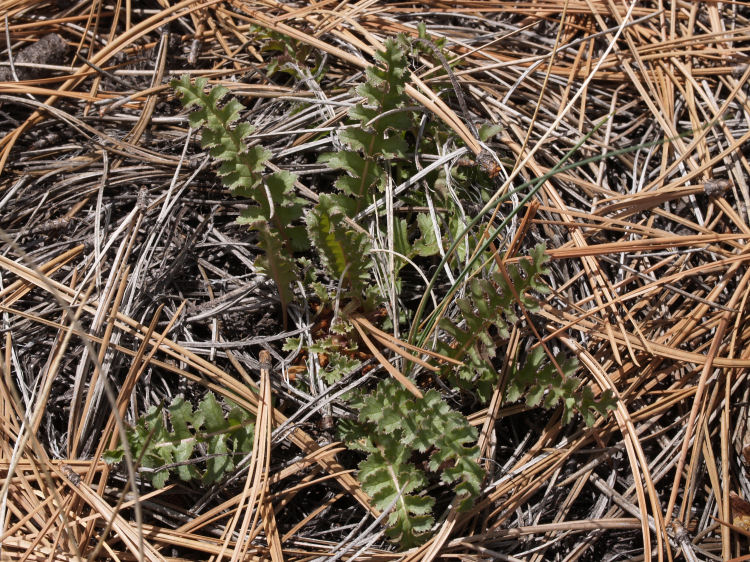 Pedicularis centranthera Pedicularis centranthera