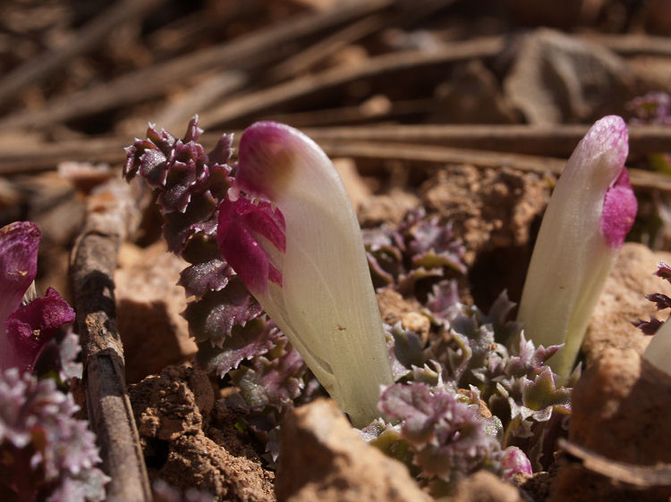 Pedicularis centranthera