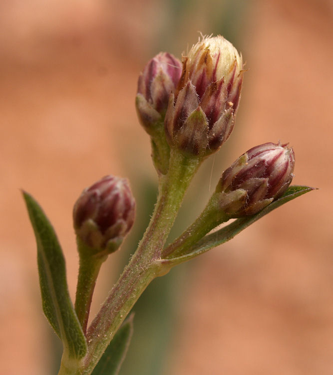 Eurybia glauca Eurybia glauca