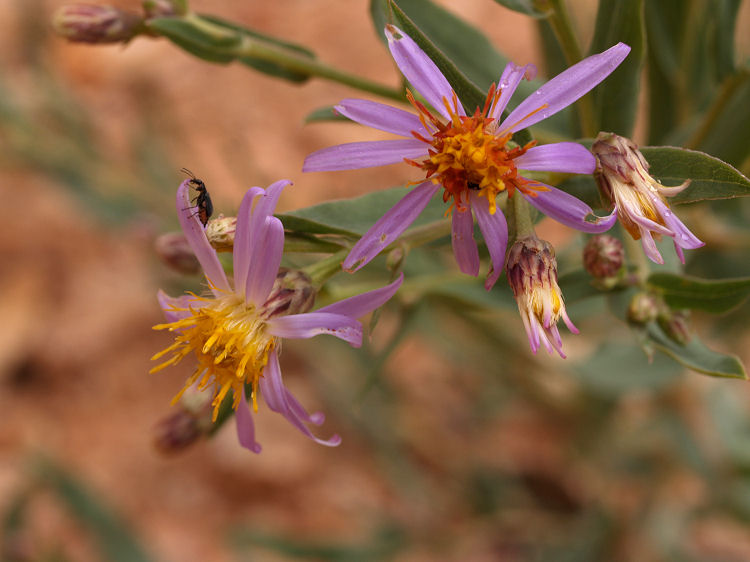 Eurybia glauca Eurybia glauca