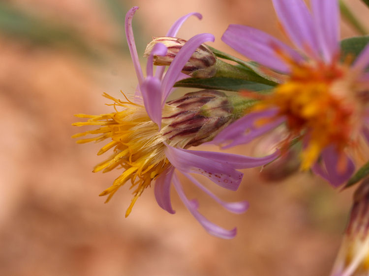 Eurybia glauca Eurybia glauca