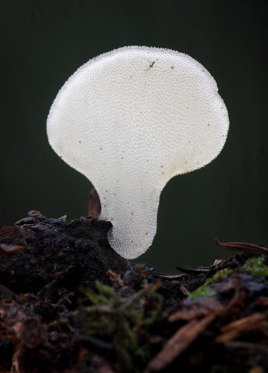 Pseudohydnum gelatinosum Pseudohydnum gelatinosum