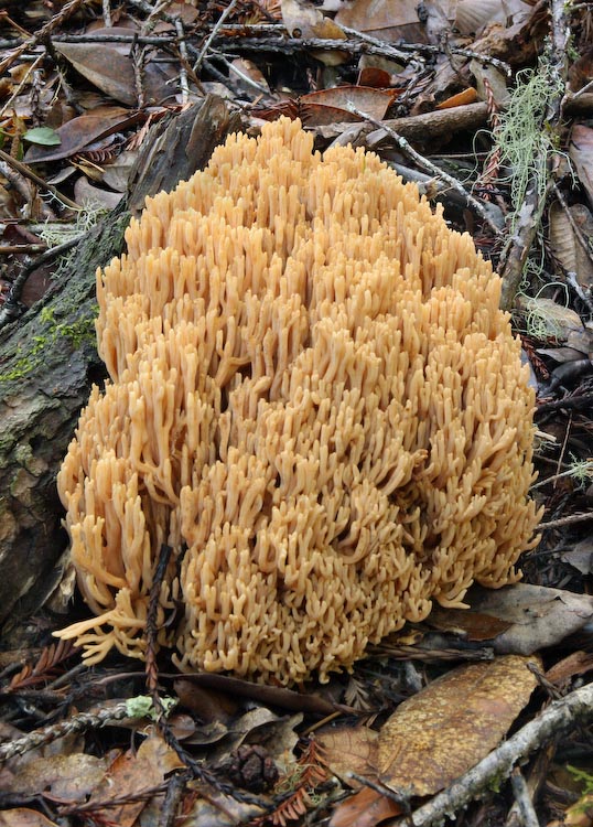 Ramaria stricta Ramaria stricta