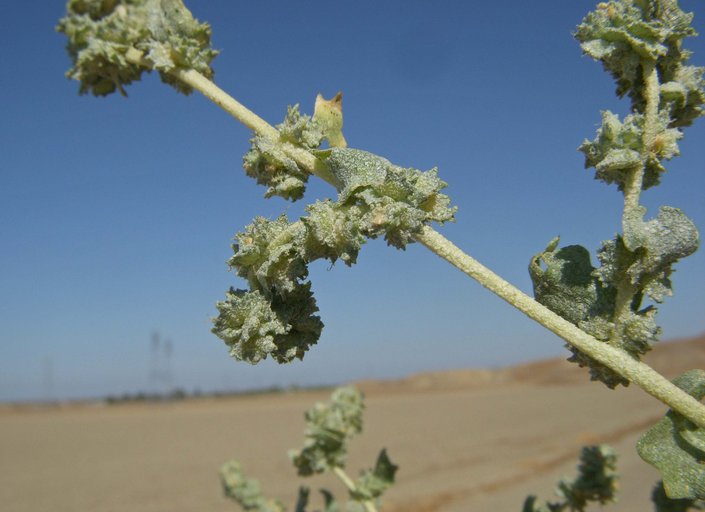 Atriplex argentea var. expansa