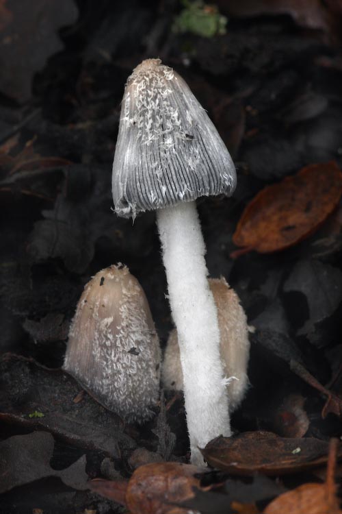 Coprinopsis lagopus Coprinopsis lagopus