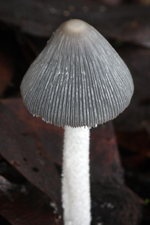 Coprinopsis lagopus Coprinopsis lagopus