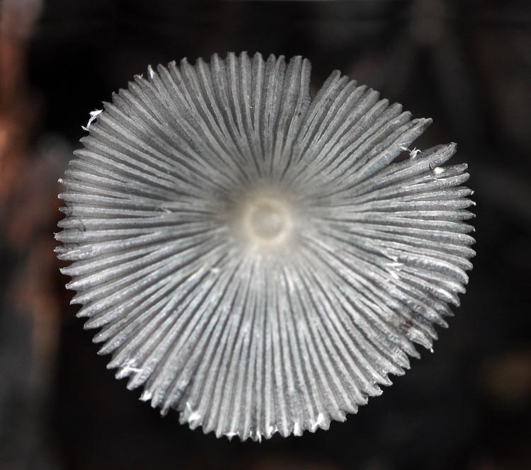 Coprinopsis lagopus Coprinopsis lagopus