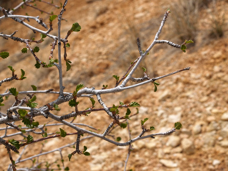 Cercocarpus montanus Cercocarpus montanus