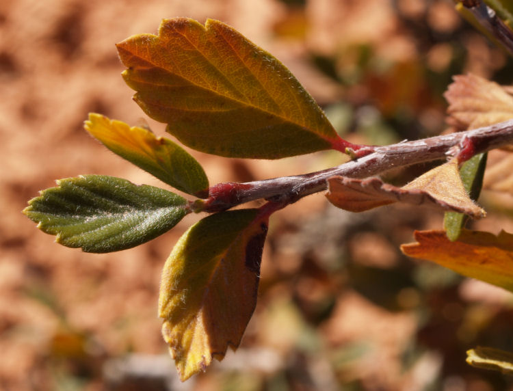 Cercocarpus montanus Cercocarpus montanus