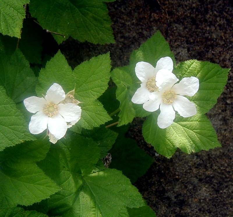 Rubus parviflorus var. parviflorus
