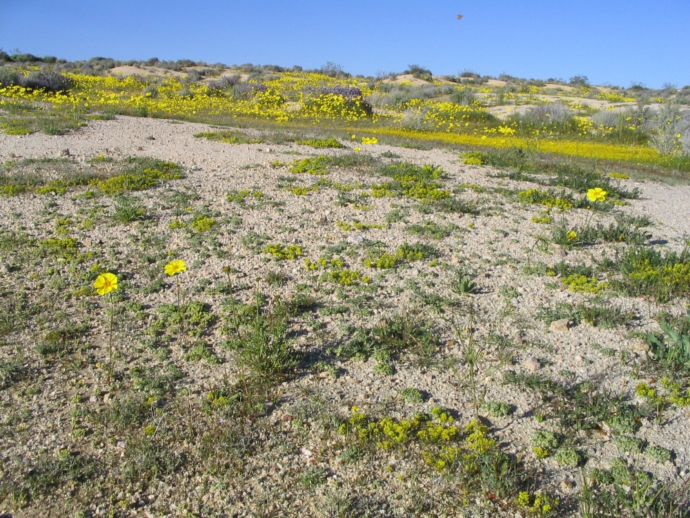 Eriophyllum mohavense