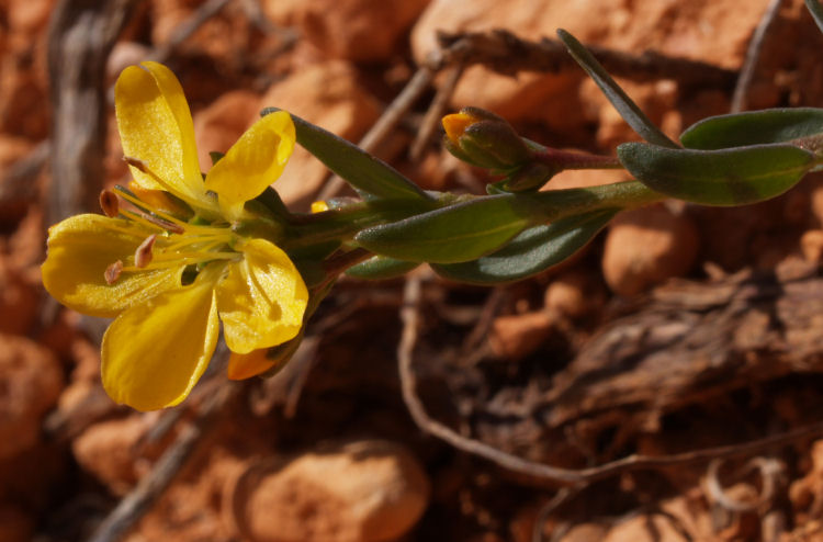 Linum kingii