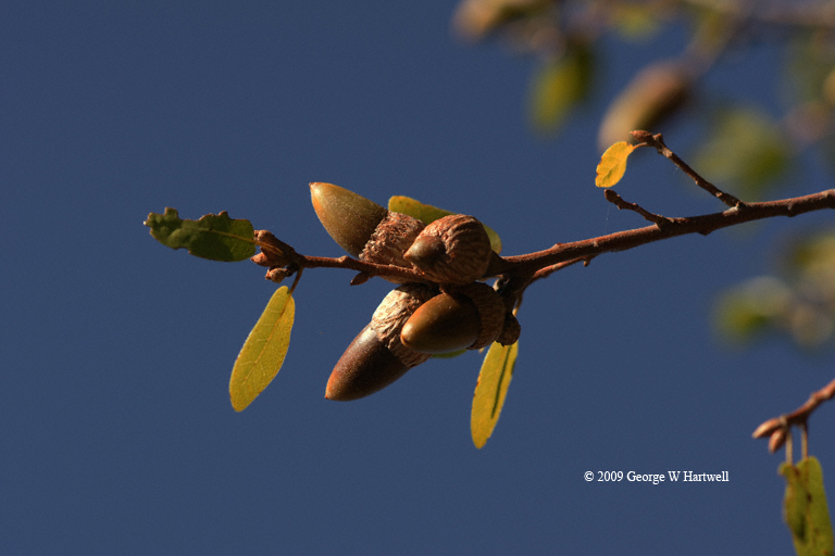 Quercus wislizeni