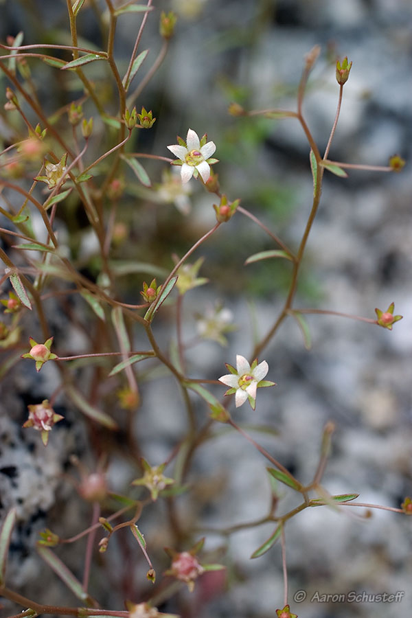 Nemacladus glanduliferus