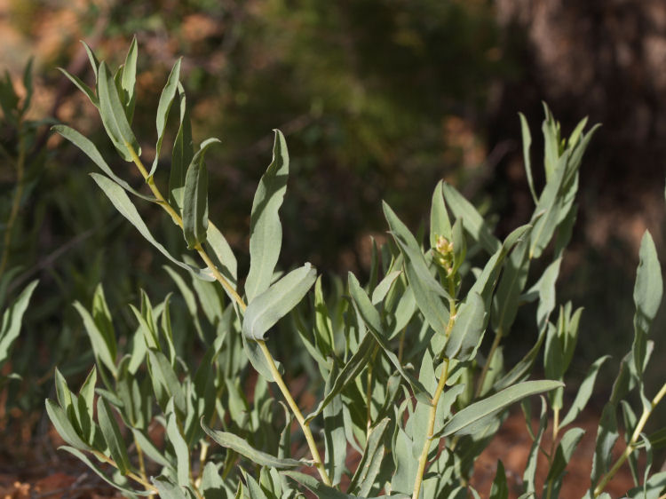 Eurybia glauca Eurybia glauca