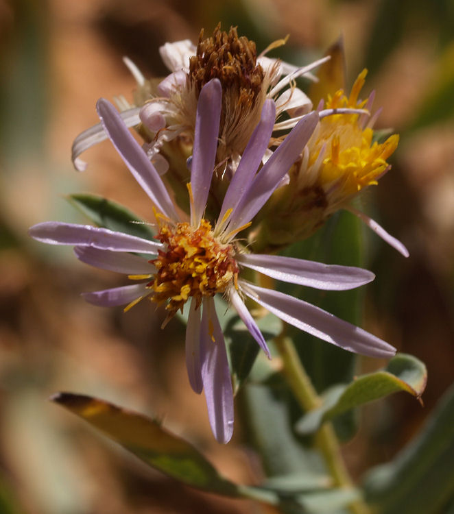 Eurybia glauca Eurybia glauca