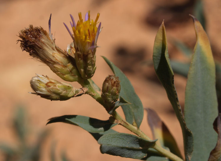 Eurybia glauca Eurybia glauca