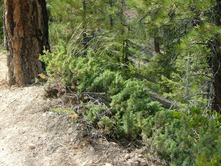 Juniperus communis var. depressa