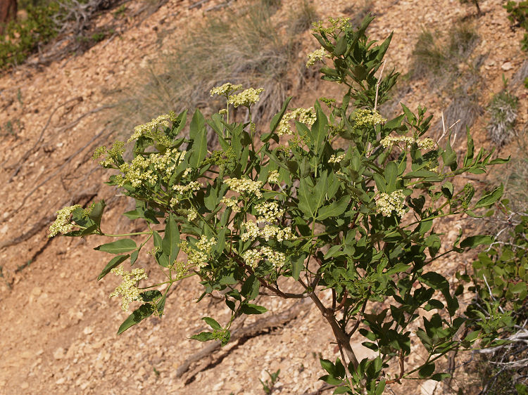 Sambucus nigra ssp. cerulea