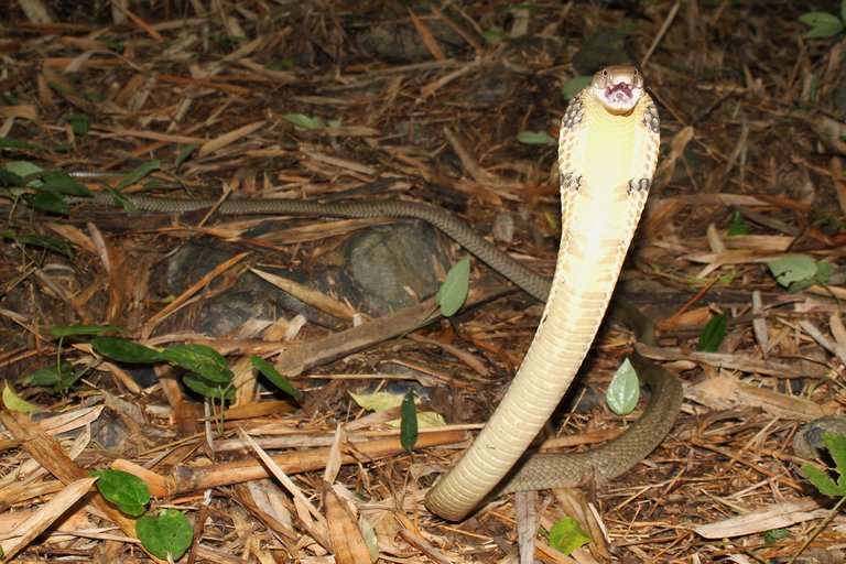 Ophiophagus hannah Ophiophagus hannah