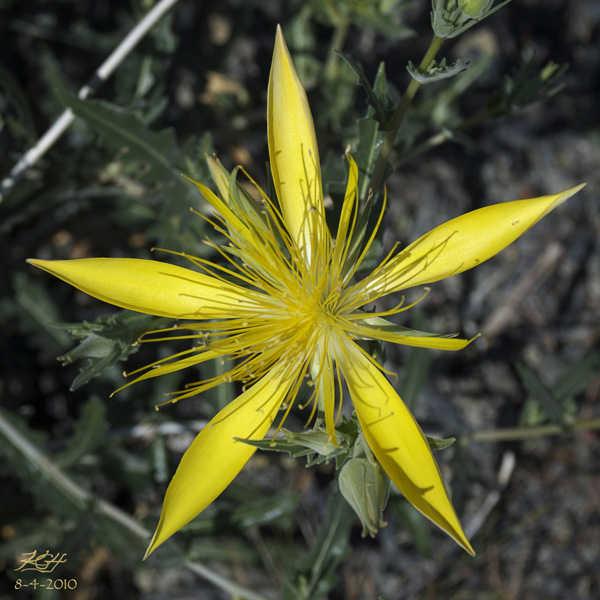 Mentzelia laevicaulis Mentzelia laevicaulis