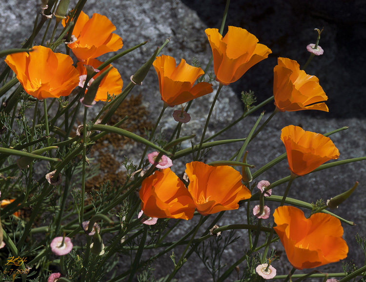 Eschscholzia californica