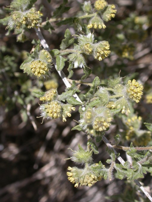 Ambrosia eriocentra