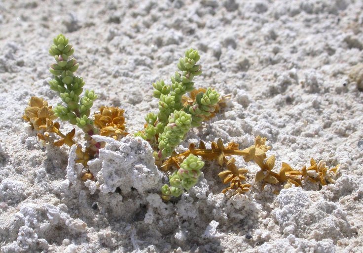 Nitrophila mohavensis Nitrophila mohavensis