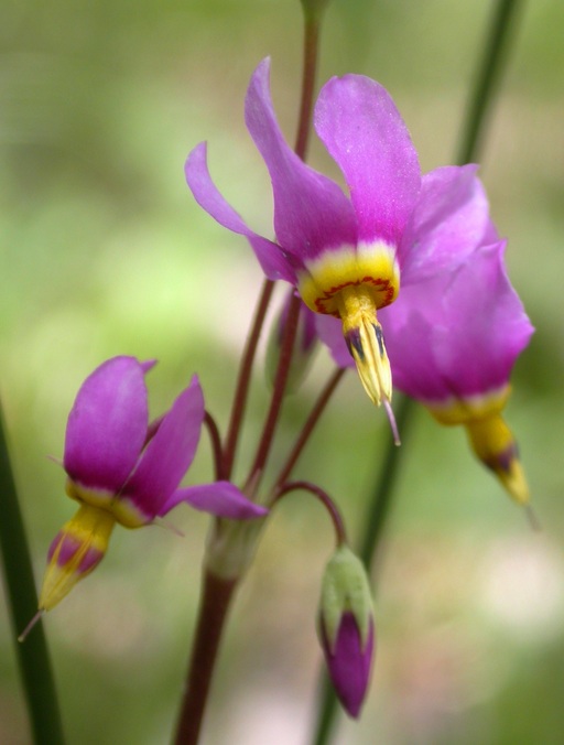 Primula pauciflora var. pauciflora Primula pauciflora var. pauciflora