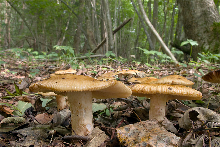 Russula laurocerasi