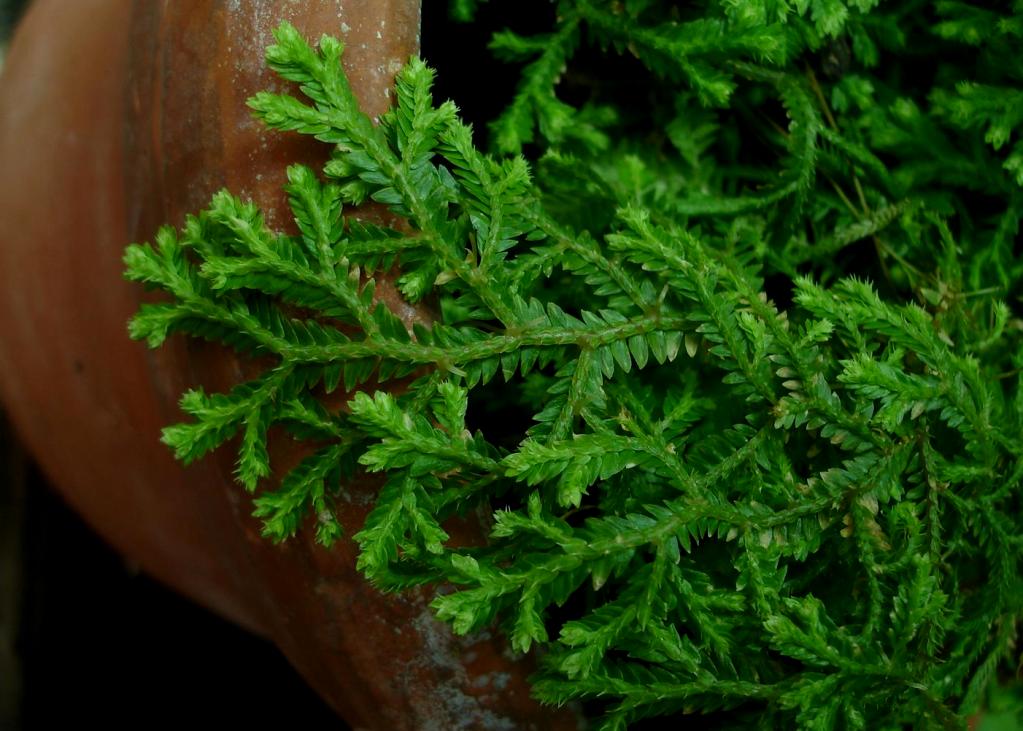 Selaginella pallescens Selaginella pallescens