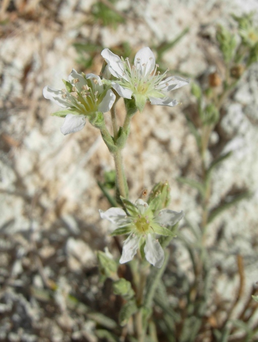 Ivesia kingii var. eremica Ivesia kingii var. eremica
